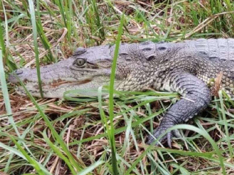 En Campeche, regresan a su hábitat tres cocodrilos de pantano