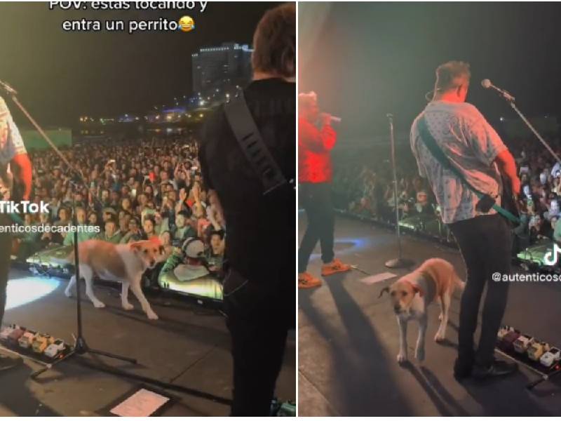 VIDEO: Perrito se roba el escenario en concierto de Los Auténticos Decadentes