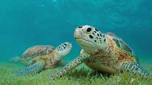 Ambientalistas denunciaron que más de 500 nidos de tortuga marina han sido afectados por la presencia de viviendas 