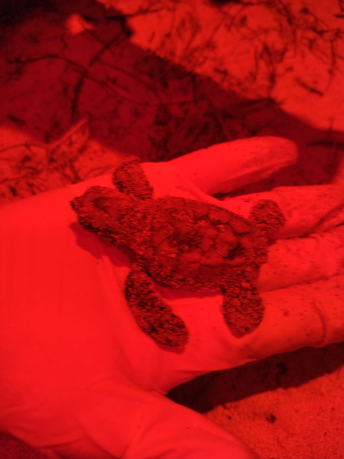 El campamento tortuguero San Lorenzo informó del primer nido eclosionado en el Estado durante la temporada de anidación de tortugas marinas 2023
