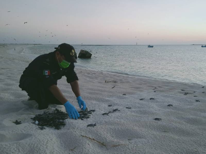 Buscan gestionar más recursos para preservar la tortuga marina