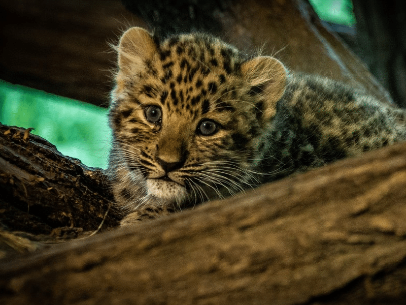 Rescata dos "gatitos" del frío y descubre que son leopardos 