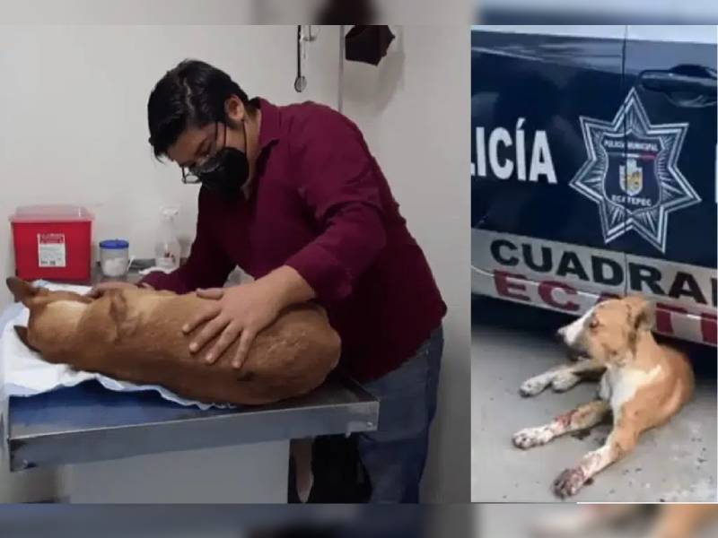 Video: Colocan pirotecnia en el hocico de perrito; perdió un ojo