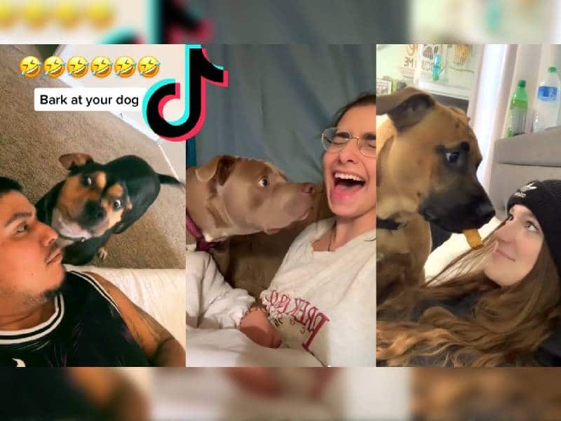 No le ladres a tu perro: expertos advierten contra un peligroso reto en TikTok