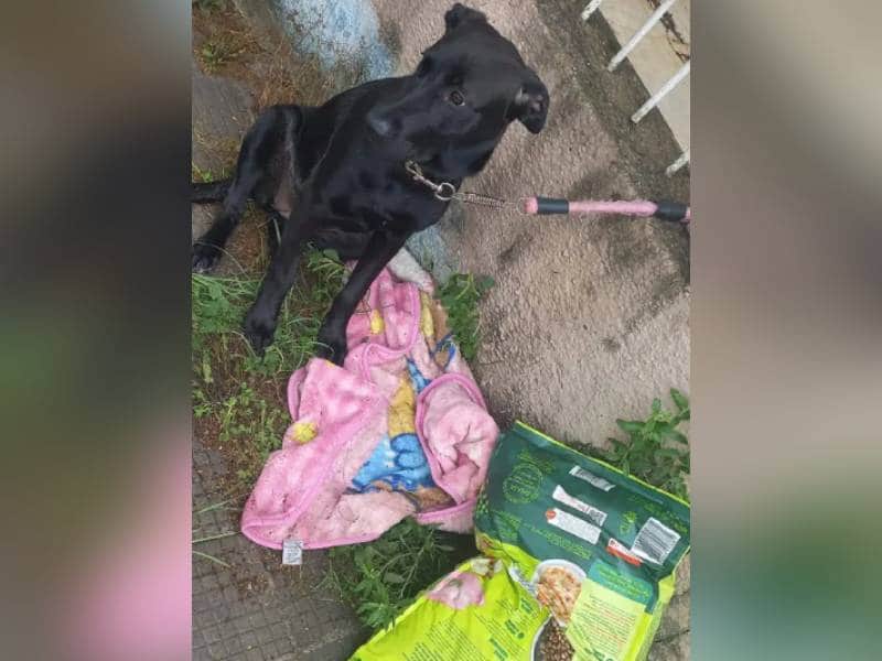 Abandonan a Lua con su cobija y un costal de croquetas