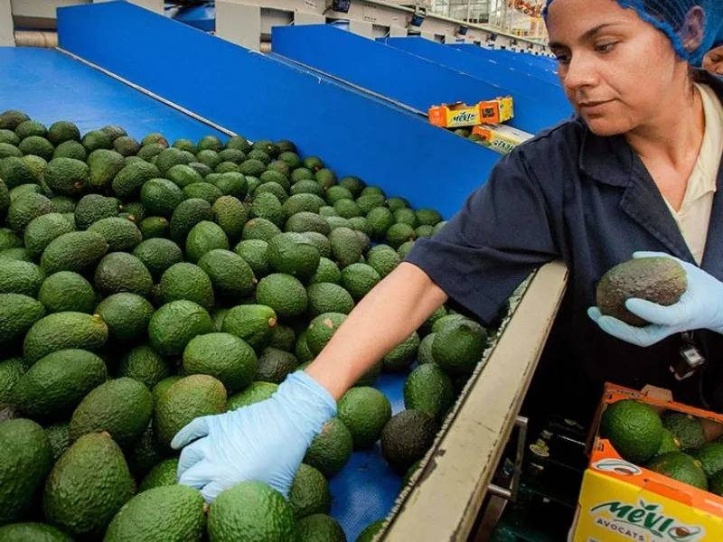 EU suspende importación de aguacate de Michoacán