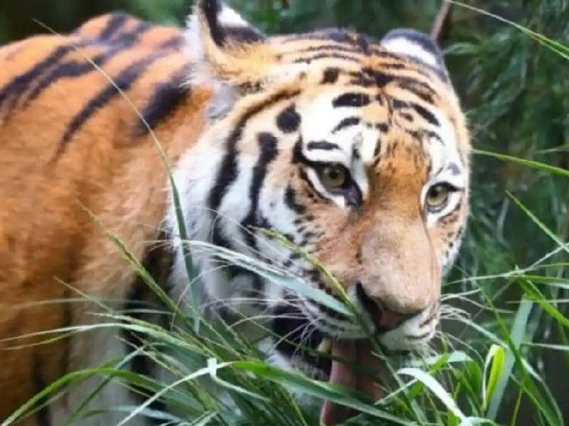 Reportan tigre suelto en Apaseo el Grande