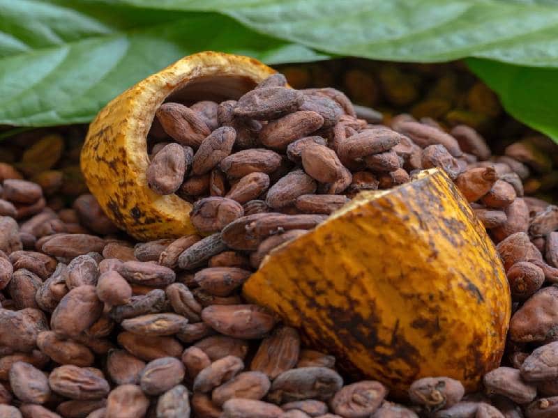 cacao campeche