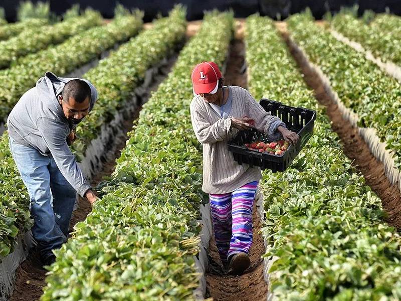 Superávit en sector agroalimentario sube 14% en enero