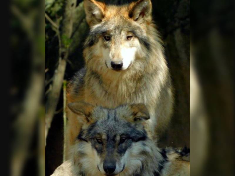 ecesos de 2 lobos
