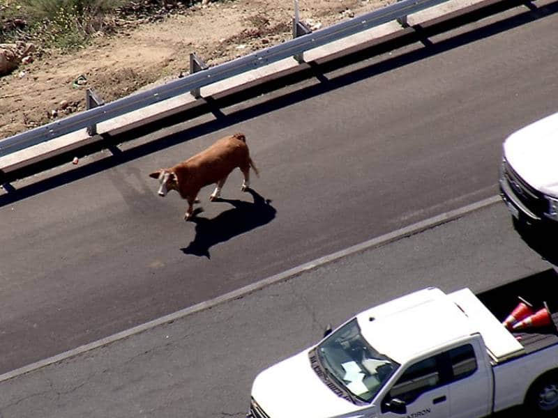 Vaca fugitiva tráfico