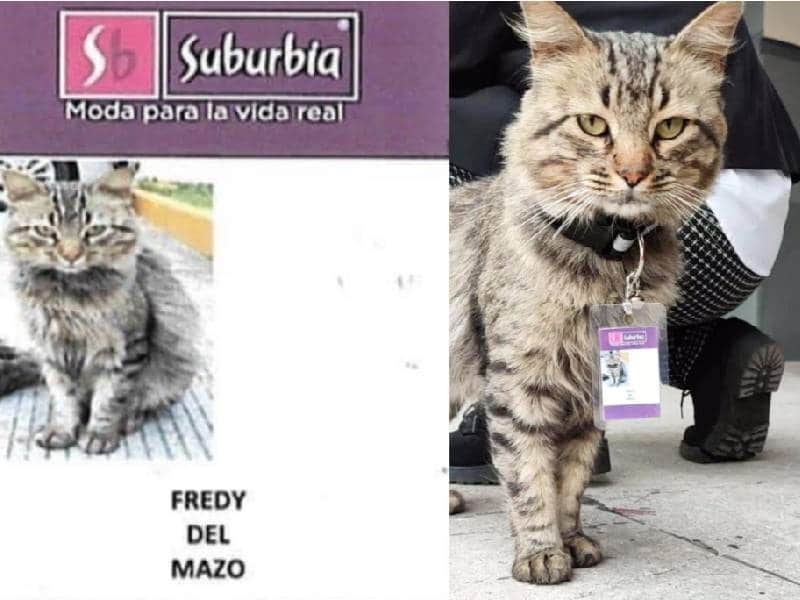 Fredy del Mazo, el gatito que un Suburbia de Toluca ha contratado