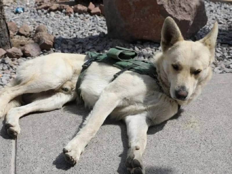 Perrito callejero se integra como agente de Guardia Civil