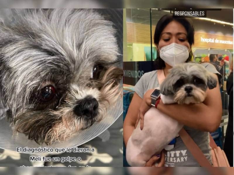 Mujer denuncia que Petco le cortó el ojo a su perrita, el diagnóstico final arroja ahorcamiento