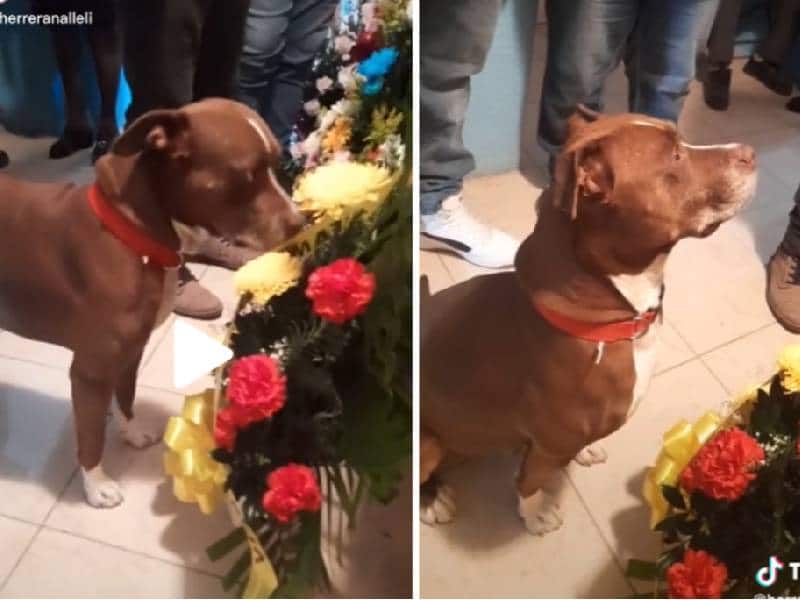 VIDEO. Perrito se despide de su dueña en funeral