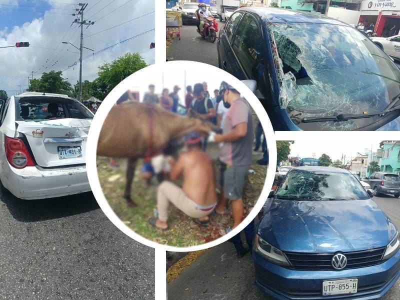 Caballo que deambulaba ocasiona daños a dos vehículos en Quintana Roo
