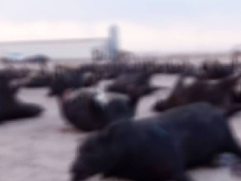 Video: ¿El "estrés de calor" mató a 400 vacas en Kansas? Esto es lo que sabemos
