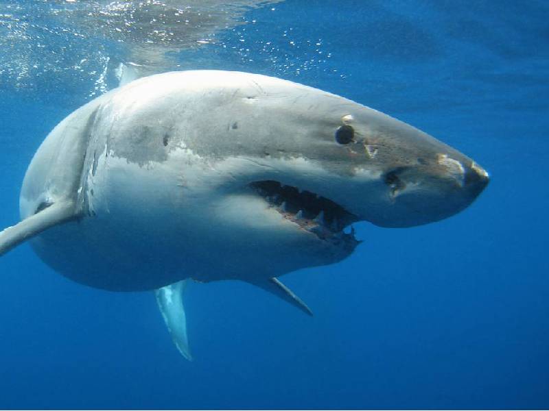 VIDEO: Tiburón ataca a un nadador y su rescate queda grabado