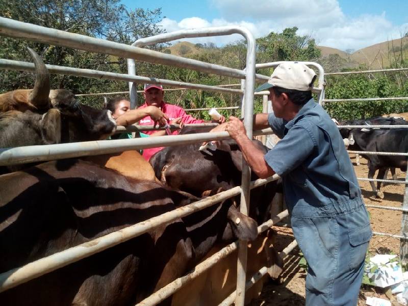 Detectan 20 casos de rabia bovina en San Luis Potosí