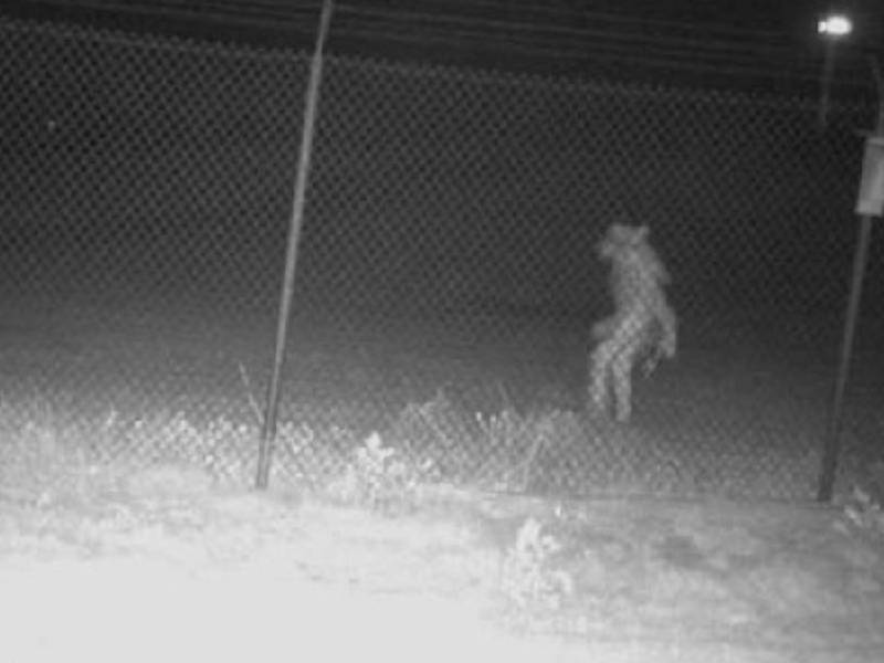 Extraña criatura se aparece de noche en un zoológico; lo confunde con el chupacabras