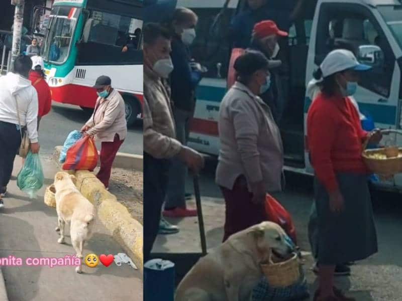 Perrito comerciante acompaña a su dueña a vender ¡con su propia canastita!