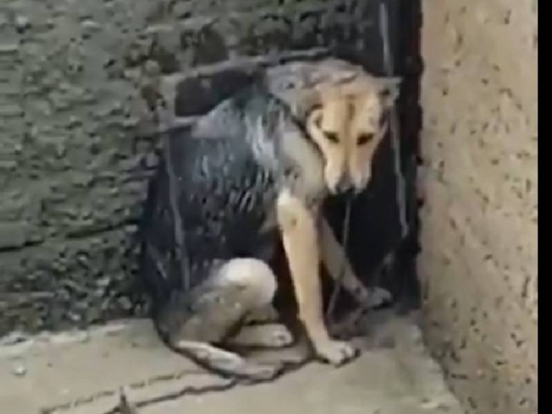 "En la lluvia y sin comida": Vecina denuncia maltrato animal en una perrita