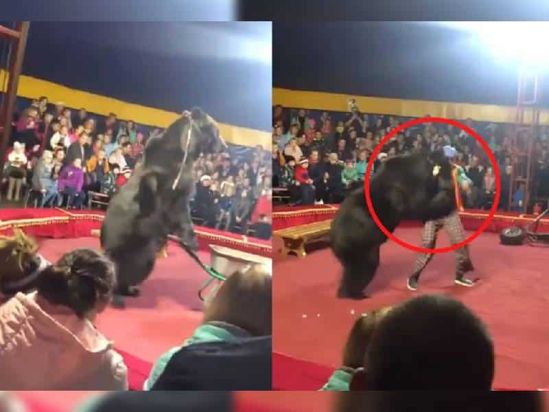 ¡Impactante! Oso ataca a domador en plena función de circo