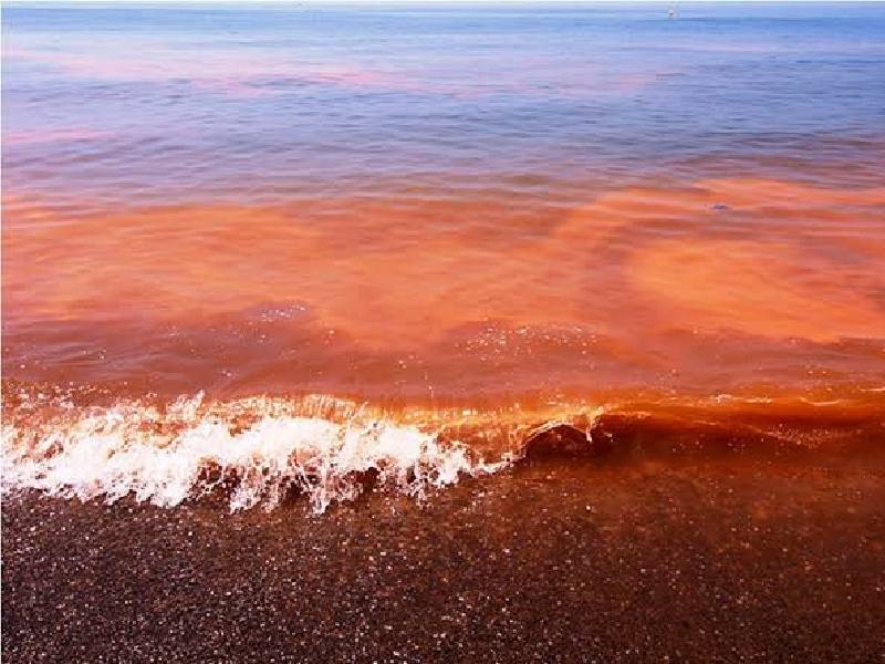 Alertan de marea roja en costa de Yucatán