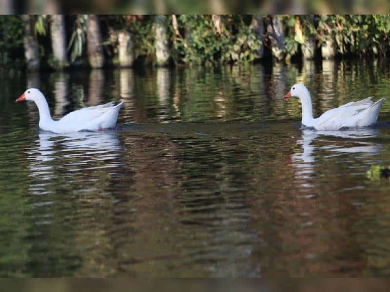 Hombre se lanza a nadar en canal de Cuemanco y muere ahogado