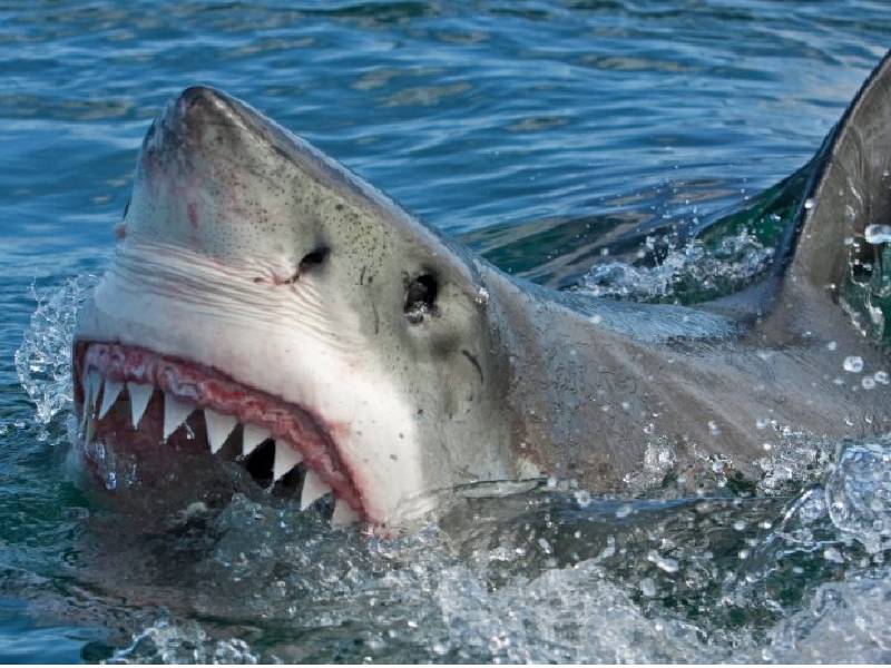 Dos turistas europeas muertas en ataque de tiburón