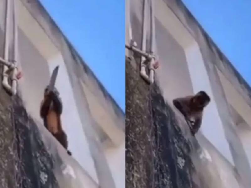 VIDEO. Captan a un mono con un cuchillo en la calle