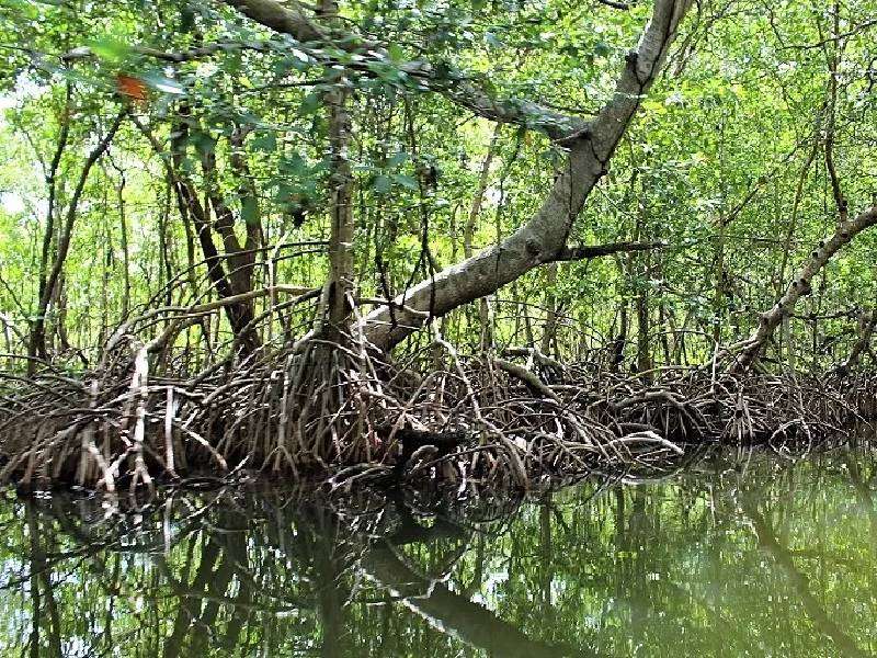 manglares campeche