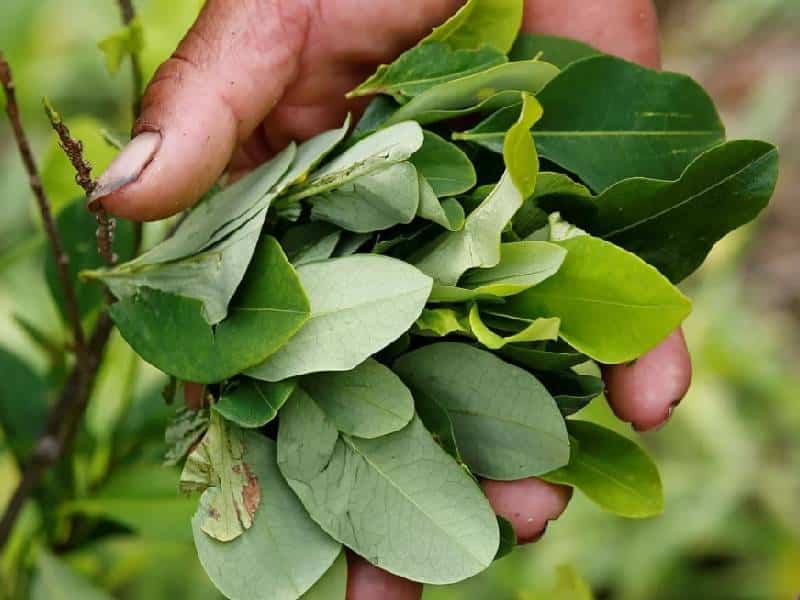 Honduras incauta cultivo récord de casi 1.7 millones de plantas de coca