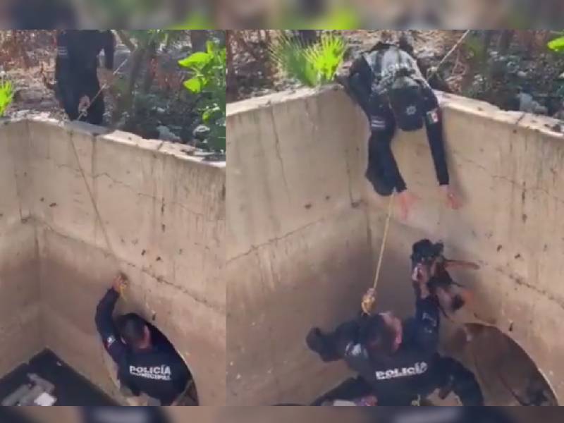 Video: Policías rescatan a perrito que llevaba días en el drenaje