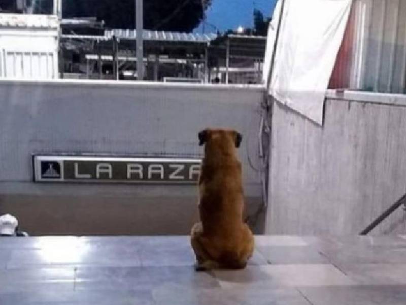 ¡Hachiko de la Raza! Lomito espera todos los días a su dueña muerta