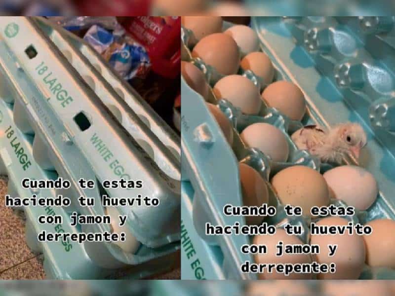 TikTok: ¡Qué es esoo! Joven encuentra pollito recién nacido en charola de huevos