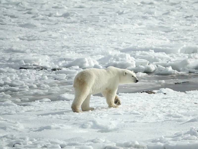 Un oso polar hiere a una turista en un archipiélago noruego en el Ártico