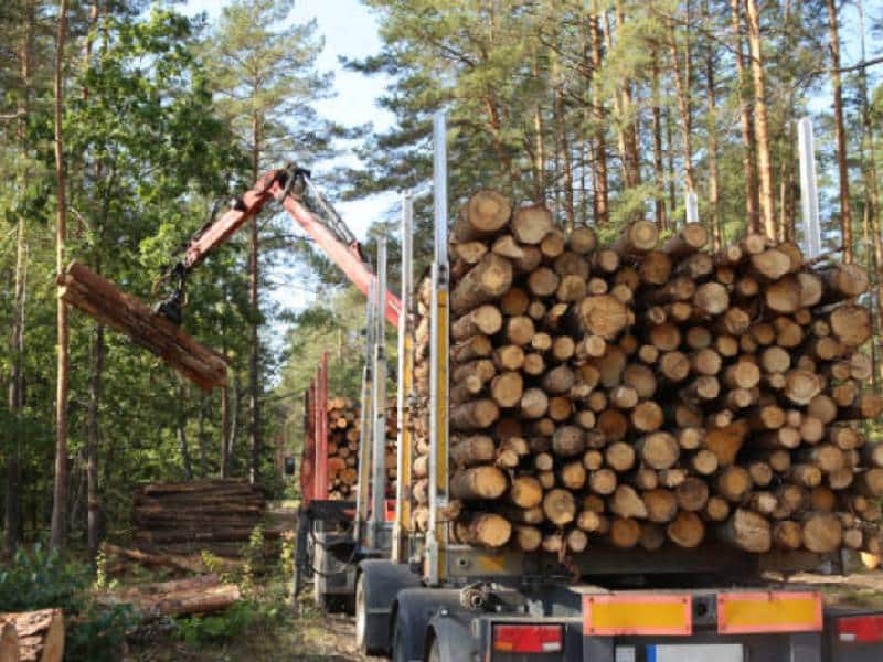 Hasta 12 años de prisión por comercio ilegal de productos maderables