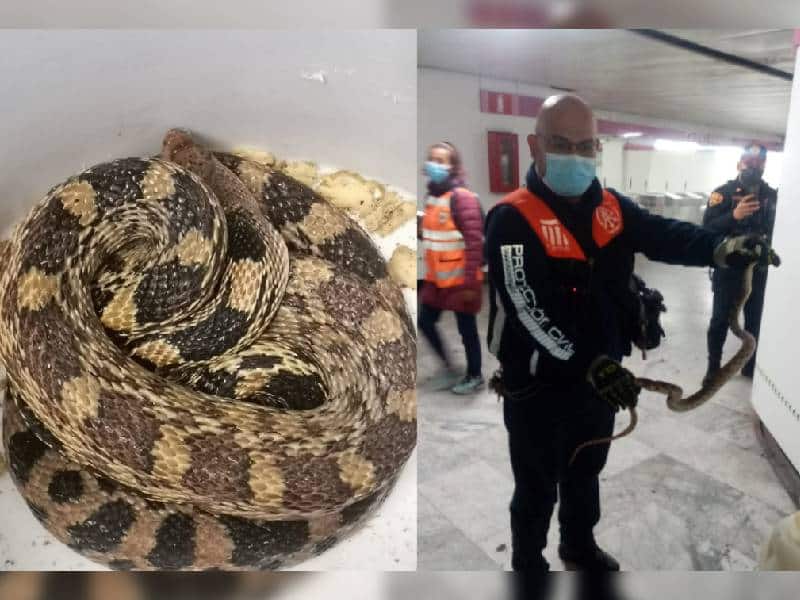 Un serpiente de más de un metro fue hallada en la línea 1 del Metro CDMX