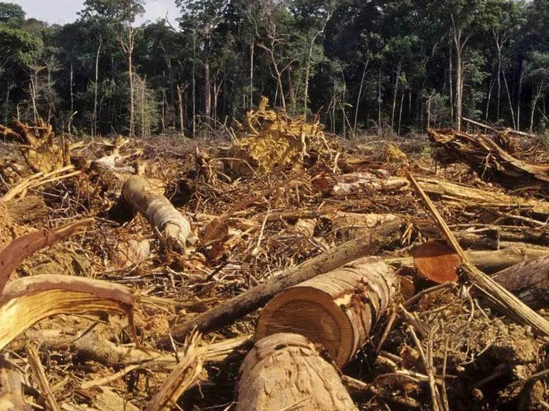 Emprenden México y Guatemala lucha contra tala ilegal