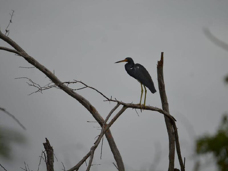 Buscan proteger Chemblás, santuario de aves migratorias