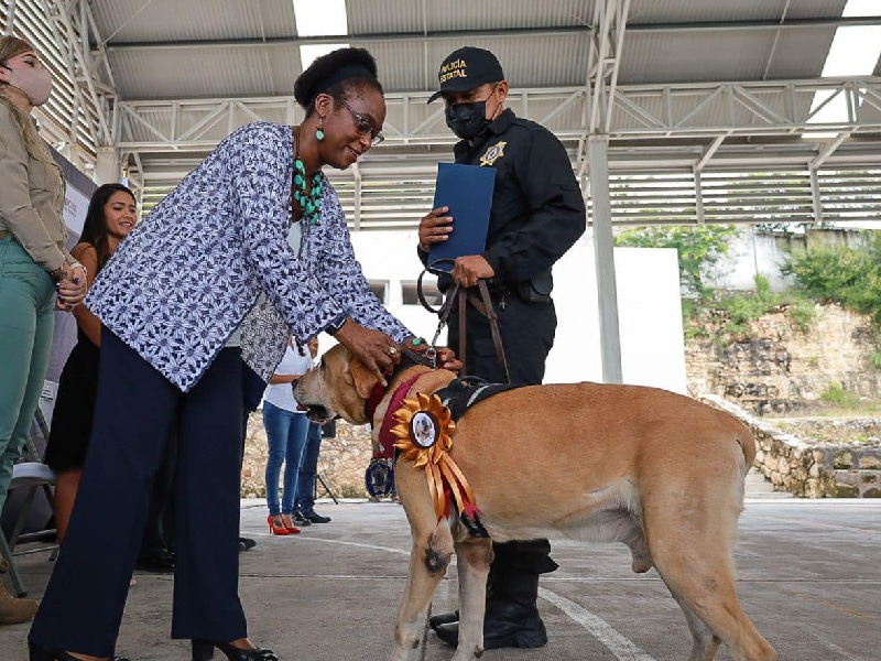 caninos campeche