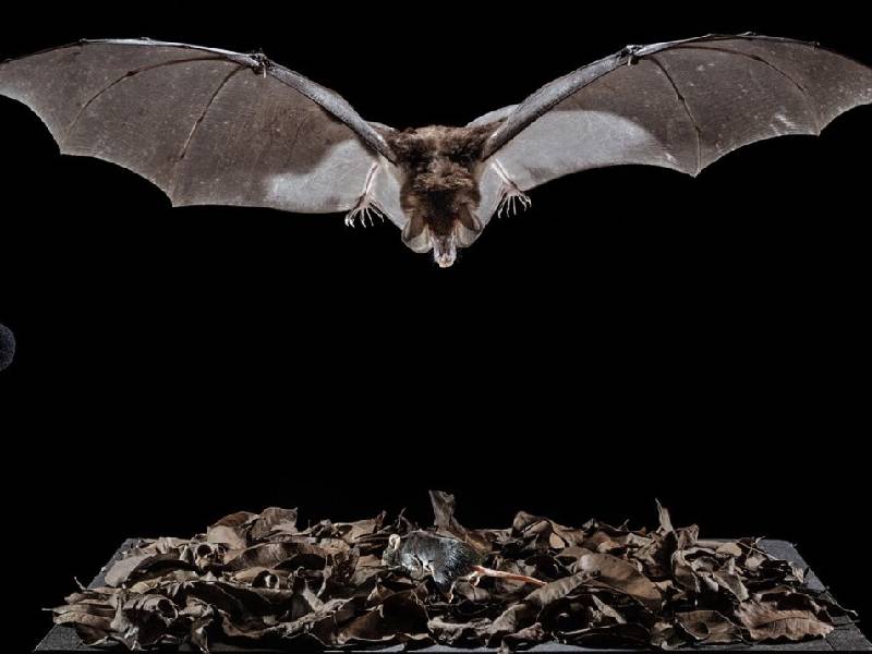 Murciélagos y Halloween, mitos y realidades