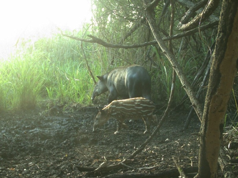 Tapir, en mayor peligro de extinción que el jaguar