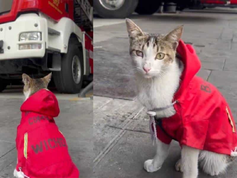 ‘Wicho’ es el gatito del cuerpo de Bomberos de la CDMX