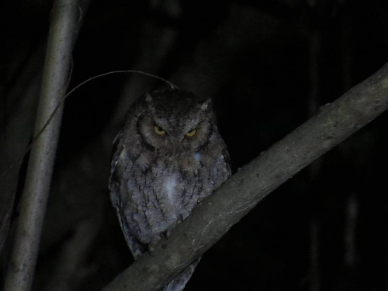 Estudian en nuestra selva el sonido de aves nocturnas