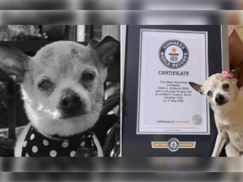 Muere Pebbles la perrita más longeva del mundo a los 22 años