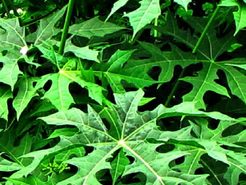 La llamada espinaca maya: la chaya, considerada un superalimento verde por su elevado contenido de vitaminas y minerales