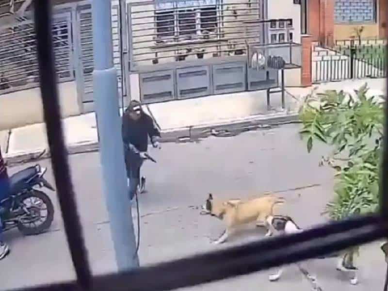 Aunque uno de los asaltantes traía un arma, las perritas no se dejaron intimidar