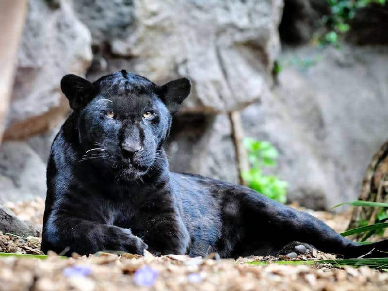 Semabicce difunde guía de felinos